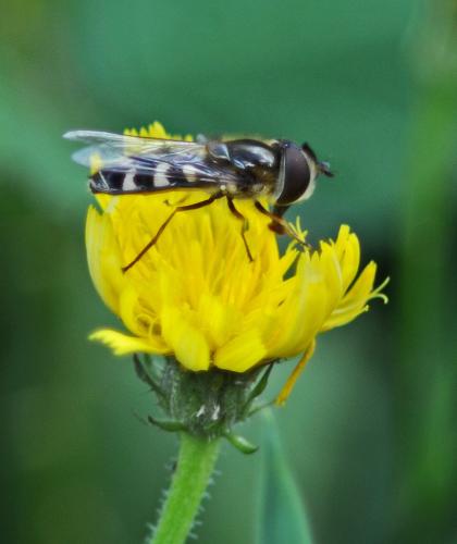 Scaeva pyrastri